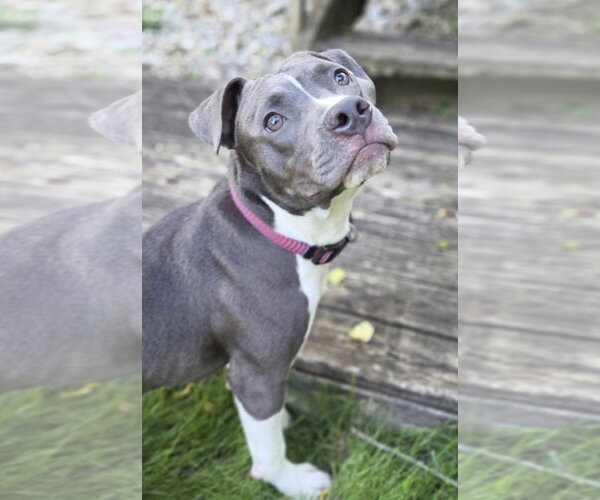 Medium Photo #1 American Pit Bull Terrier-Unknown Mix Puppy For Sale in Germantown, OH, USA