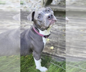 American Pit Bull Terrier-Unknown Mix Dogs for adoption in Germantown, OH, USA