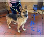 Small Photo #5 German Shepherd Dog Puppy For Sale in Montgomery, AL, USA