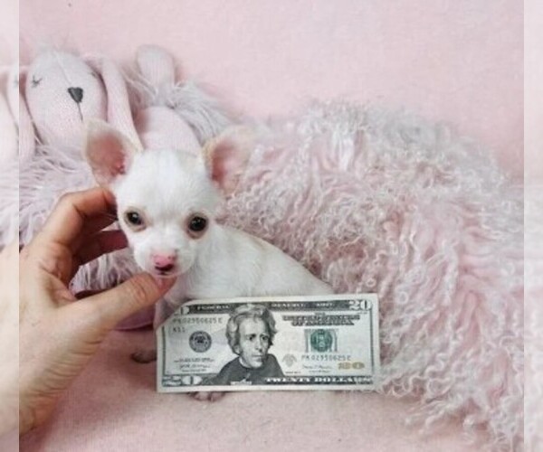 Medium Photo #20 Chihuahua Puppy For Sale in JACKSONVILLE, FL, USA