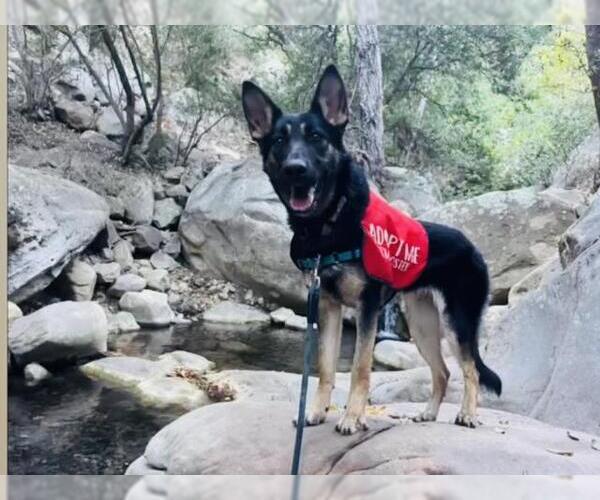 Medium Photo #3 German Shepherd Dog Puppy For Sale in Santa Barbara, CA, USA