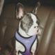 Medium Photo #1 French Bulldog Puppy For Sale in JANESVILLE, WI, USA