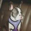 Small Photo #1 French Bulldog Puppy For Sale in JANESVILLE, WI, USA