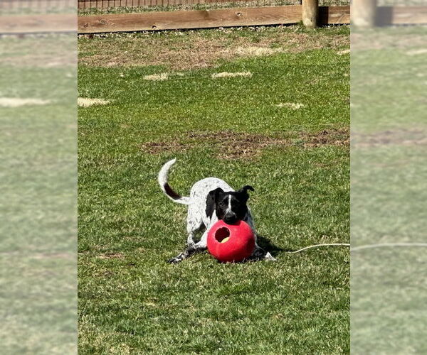 Medium Photo #7 Mutt Puppy For Sale in Garden City, NY, USA