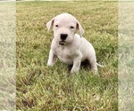 Small Photo #9 Dogo Argentino Puppy For Sale in SAN ANTONIO, TX, USA