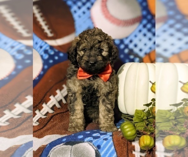 Medium Photo #4 Aussiedoodle Puppy For Sale in OXFORD, PA, USA