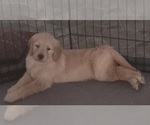 Puppy Pink Goldendoodle