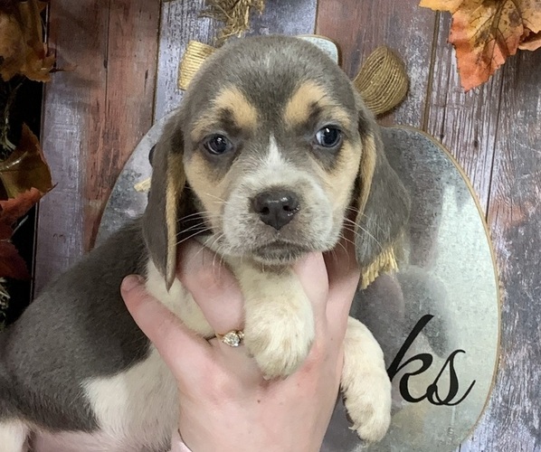 Medium Photo #1 Beagle Puppy For Sale in CHARLESTON, WV, USA