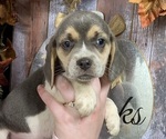 Small Photo #1 Beagle Puppy For Sale in CHARLESTON, WV, USA