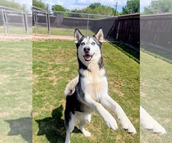 Medium Photo #3 Siberian Husky Puppy For Sale in Carrollton, TX, USA