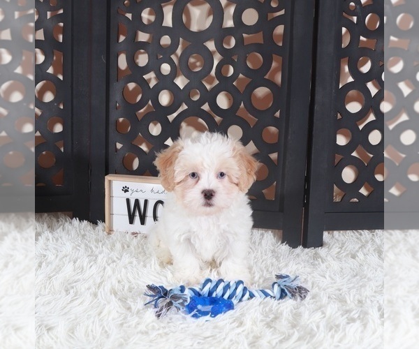 Medium Photo #3 ShihPoo Puppy For Sale in MOUNT VERNON, OH, USA