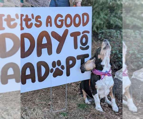 Medium Photo #8 Bagle Hound Puppy For Sale in Kennesaw, GA, USA