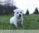 Small Photo #4 West Highland White Terrier Puppy For Sale in WARSAW, IN, USA