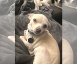 Small Chihuahua