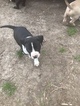Small Photo #42 American Pit Bull Terrier Puppy For Sale in GRIFFIN, GA, USA