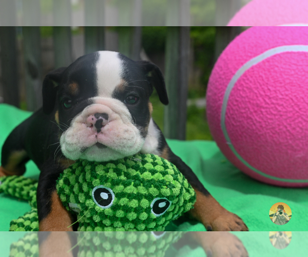 Medium Photo #3 Bulldog Puppy For Sale in LOUISVILLE, KY, USA
