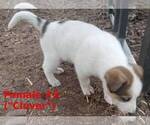 Small #5 German Shepherd Dog-Siberian Husky Mix