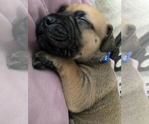Bullmastiff Puppy for sale in PINCKNEY, MI, USA