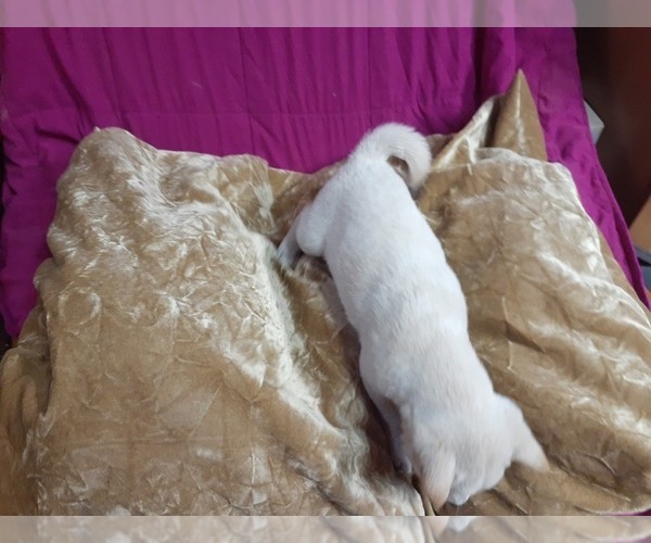 Medium Photo #3 Shiba Inu Puppy For Sale in CAMERON, MO, USA