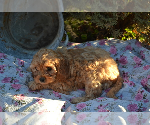 Medium Photo #19 Cavapoo Puppy For Sale in GREENWOOD, WI, USA