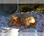 Small #1 Cavapoo