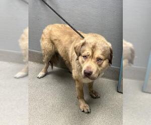 Mastador Dogs for adoption in Las Vegas, NV, USA