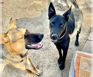 German Shepherd Dog Dogs for adoption in San Bernardino , CA, USA