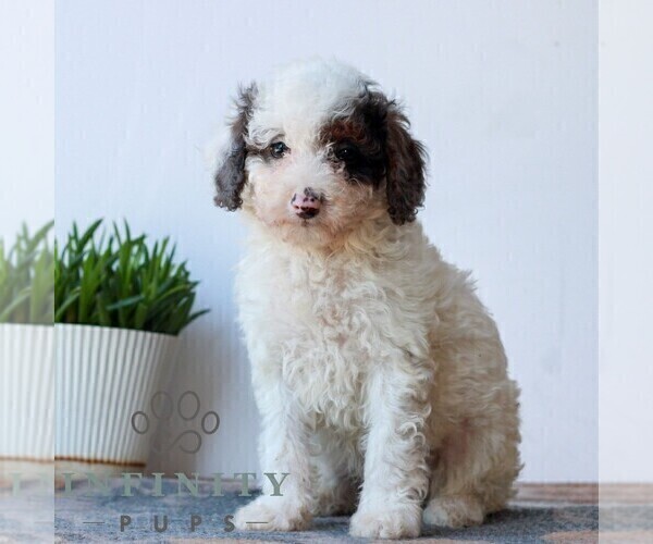 Medium Photo #5 Poodle (Miniature) Puppy For Sale in LITITZ, PA, USA