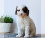 Small #4 Poodle (Miniature)