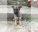 Small Photo #3 German Shepherd Dog Puppy For Sale in LAUREL, IN, USA