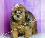Small #1 Poodle (Miniature)