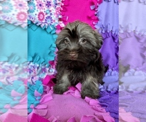 Havanese Puppy for Sale in FREDERICK, Maryland USA
