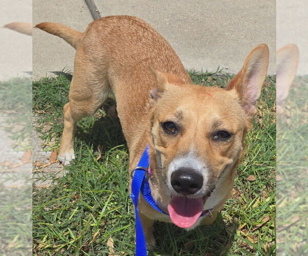 Medium Photo #4 Pembroke Welsh Corgi-Unknown Mix Puppy For Sale in San Antonio, TX, USA
