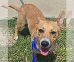 Small #3 Pembroke Welsh Corgi Mix