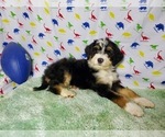 Small Photo #10 Bernedoodle Puppy For Sale in COLORADO SPRINGS, CO, USA
