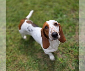 Basset Hound Dogs for adoption in Brookville, OH, USA
