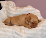 Small #9 Labrador Retriever