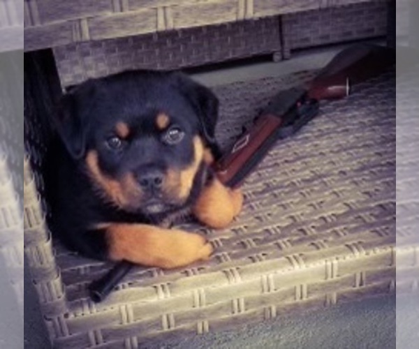 Medium Photo #42 Rottweiler Puppy For Sale in VONORE, TN, USA