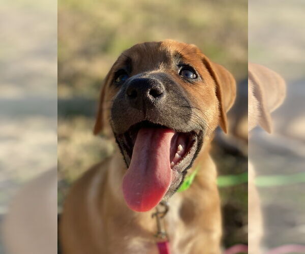 Medium Photo #2 Retriever -Unknown Mix Puppy For Sale in Holly Springs, NC, USA