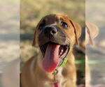 Small #1 Retriever  Mix