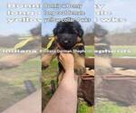 Small Photo #4 German Shepherd Dog Puppy For Sale in CHRISNEY, IN, USA
