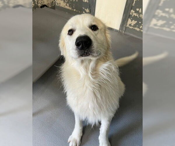 Medium Photo #3 Great Pyrenees Puppy For Sale in Rockaway, NJ, USA