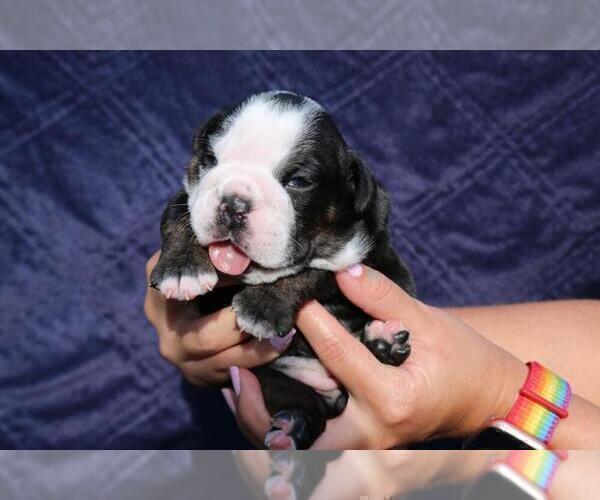 Medium Photo #4 English Bulldog Puppy For Sale in CLARKSVILLE, MD, USA