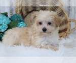 Small Photo #3 Maltipoo Puppy For Sale in SHILOH, OH, USA