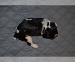Small Photo #17 English Springer Spaniel Puppy For Sale in LITCHFIELD, MN, USA