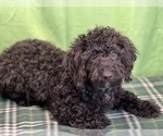 Small Photo #1 Poodle (Miniature) Puppy For Sale in DUNDEE, OH, USA