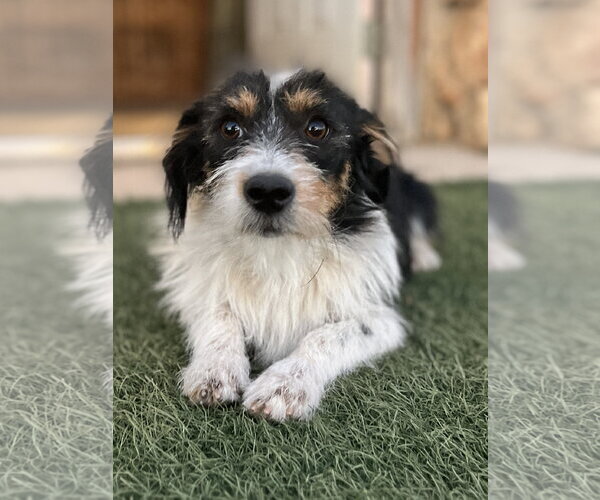Medium Photo #1 Australian Shepherd Puppy For Sale in Menifee, CA, USA