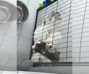 Siberian Husky Puppy for sale in MIAMI GARDENS, FL, USA