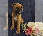 Small Photo #7 Boxer Puppy For Sale in EDINA, MO, USA
