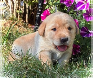 Labrador Retriever Puppy for sale in AUGUSTA, WI, USA